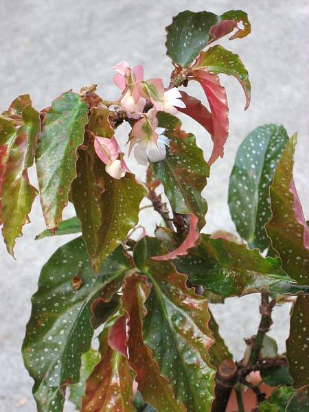 B. salicifolia